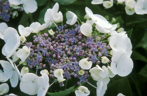 20 Best Flowering Shrubs Blooming Bushes For Your Garden 20 Best Flowering Shrubs Blooming Bushes For Your Garden