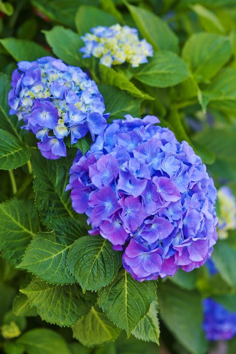 15 Best Shade Perennials Shade Loving Perennial Flowers And Plants,Why Are There So Many Flies Outside My House Uk