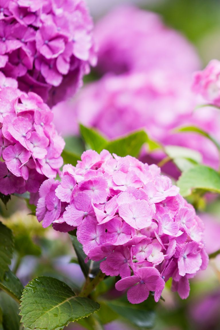 18 Best Summer Flowers - Beautiful Flowers That Bloom All ...