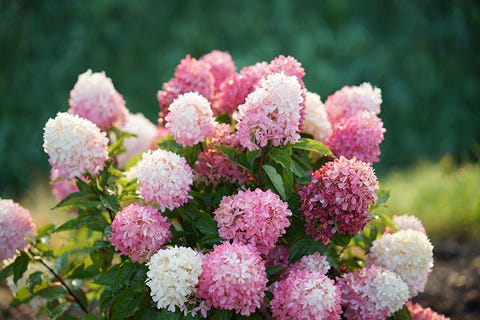 Hydrangeas