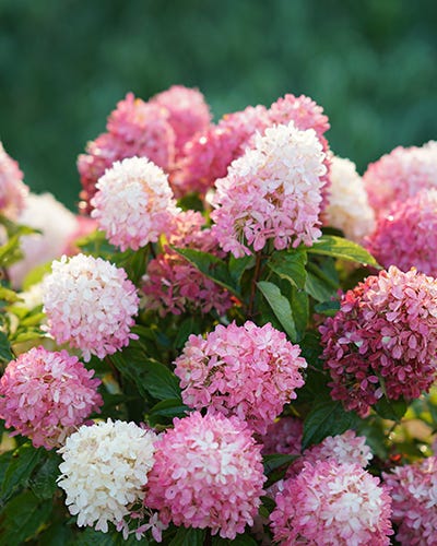What Side Of The House Do You Plant Hydrangeas? 1 | Plantgardener Hydrangeas