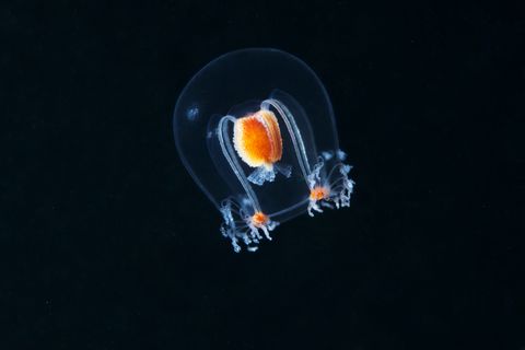 hydrozoan jellyfish   bougainvillia