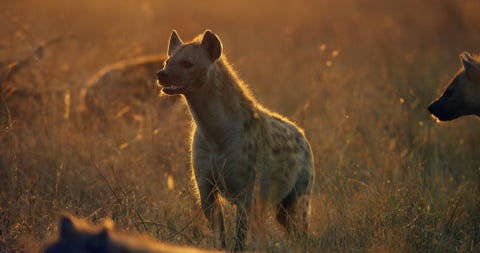 Serengeti Serengeti
