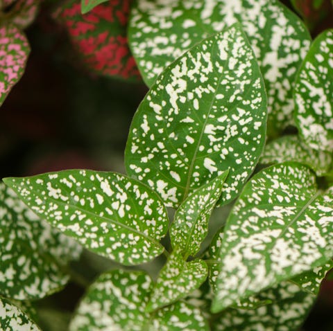 polka dot plant   indoor hanging plants