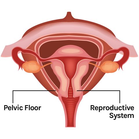 I Tried Pelvic Floor Therapy After Having A Baby What Is Pelvic Floor Therapy Like