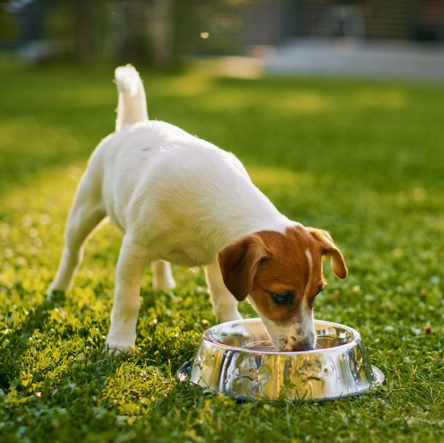 super cute pedigree smooth fox terrier dog drinks water out of his outdoors bowl happy little doggy having fun on the backyard sunny day outdoors