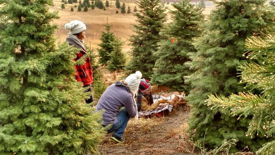 christmas tree farm near me 2021