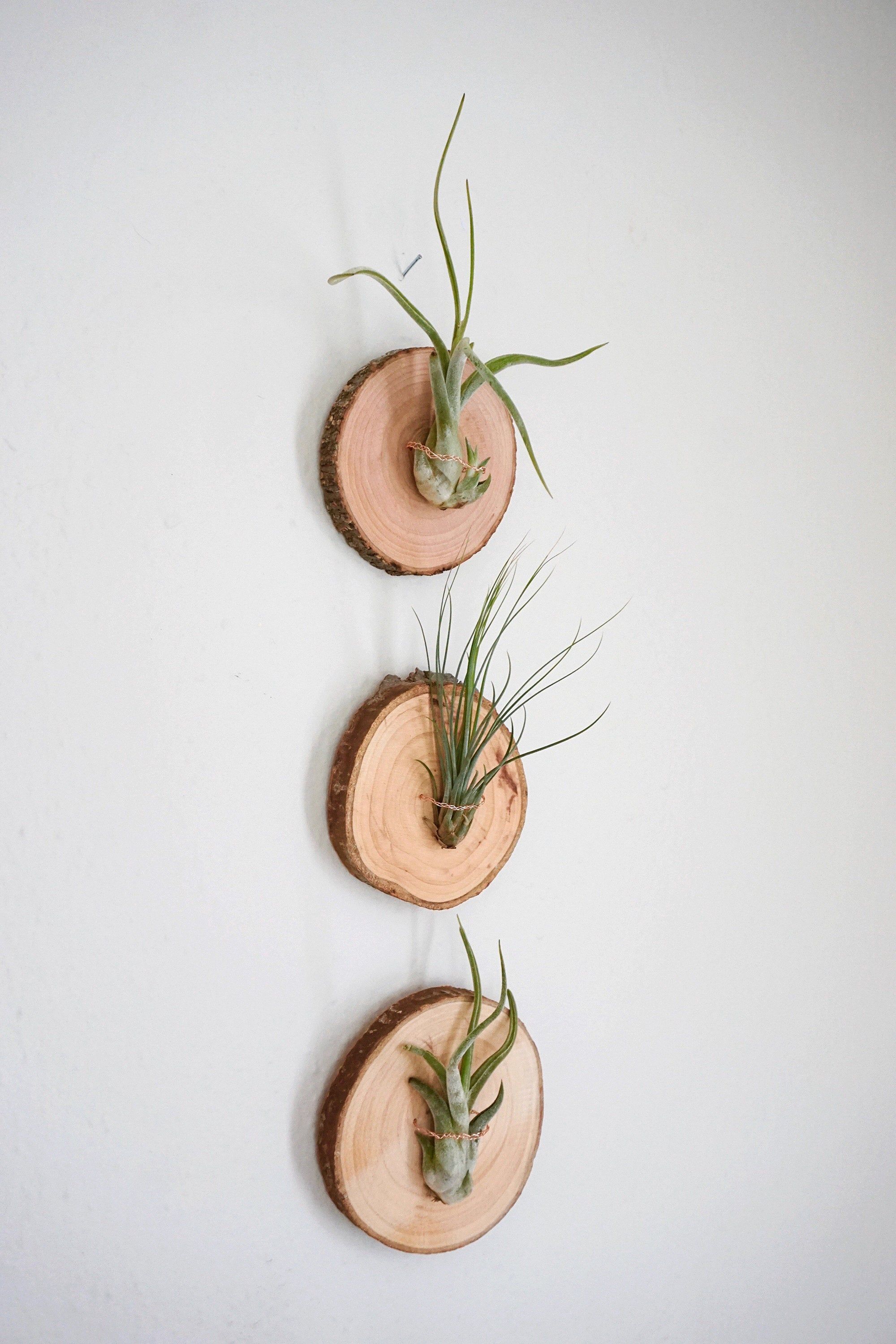 14 Creative Air Plant Display Ideas Best Air Plants For Indoors   Il Fullxfull 2197251659 8i82 1583256460 