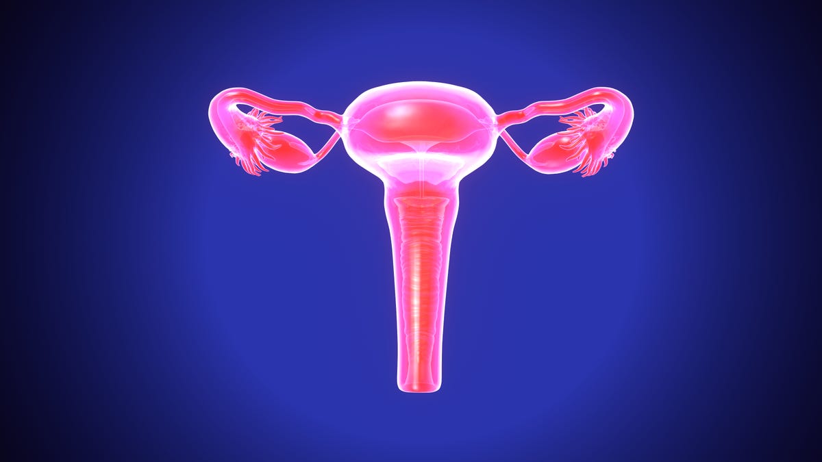 What Women Need to Know About Ovaries: Function, Location, & Pain