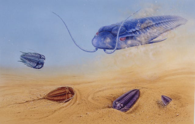 illustration of trilobites from paleozoic period underwater