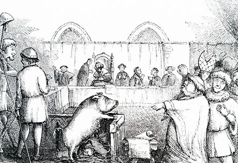 animals on trial
