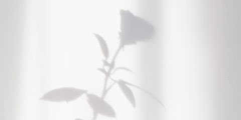 una sombra de una rosa en blanco y negro