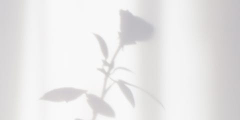 a shadow of a rose in black and white