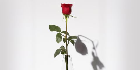 una foto de una rosa en primer plano, con una sombra de ella marchitándose en el fondo