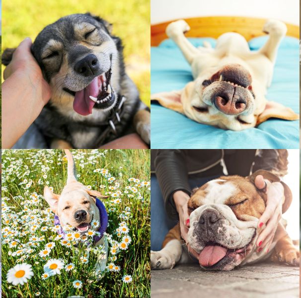 この笑顔がたまらない 癒しの犬画像集20