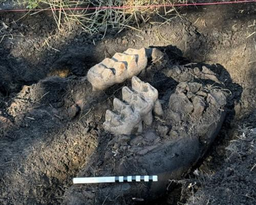 A Gardener Was Doing Routine Yard Work—and Stumbled Upon the Jaw of a Mastodon