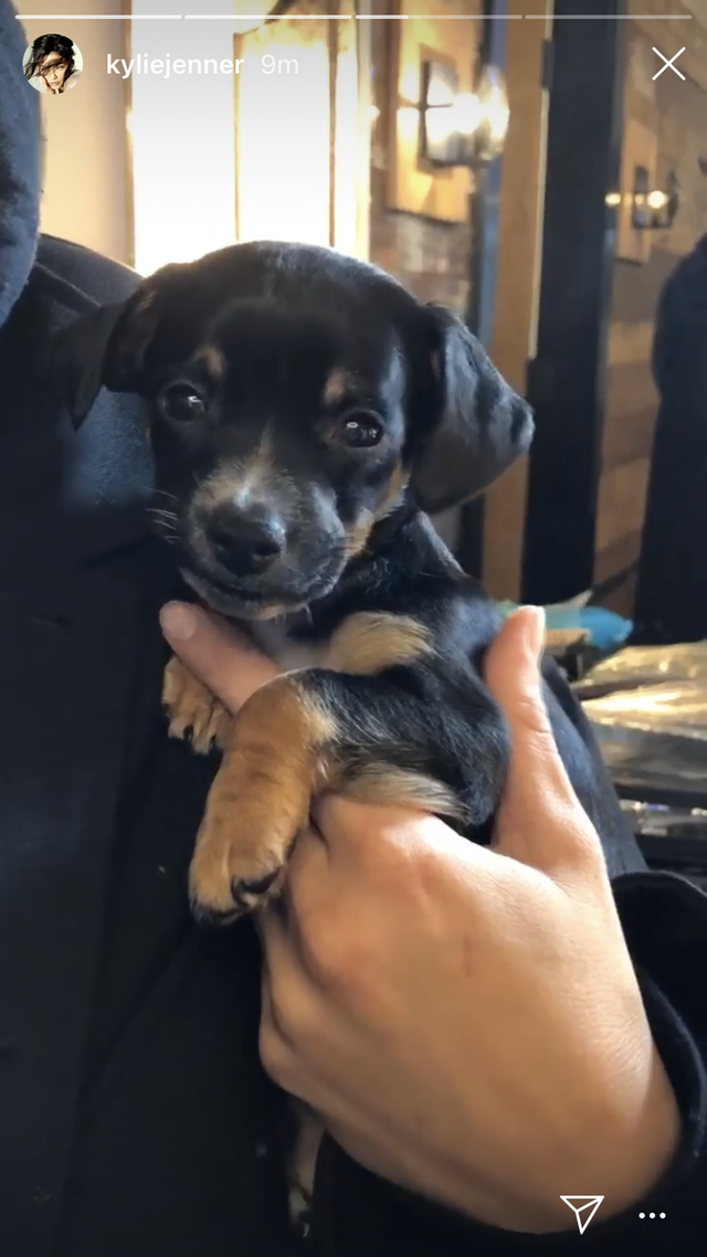 Kylie Jenner Adopted a New Dog - Kylie 