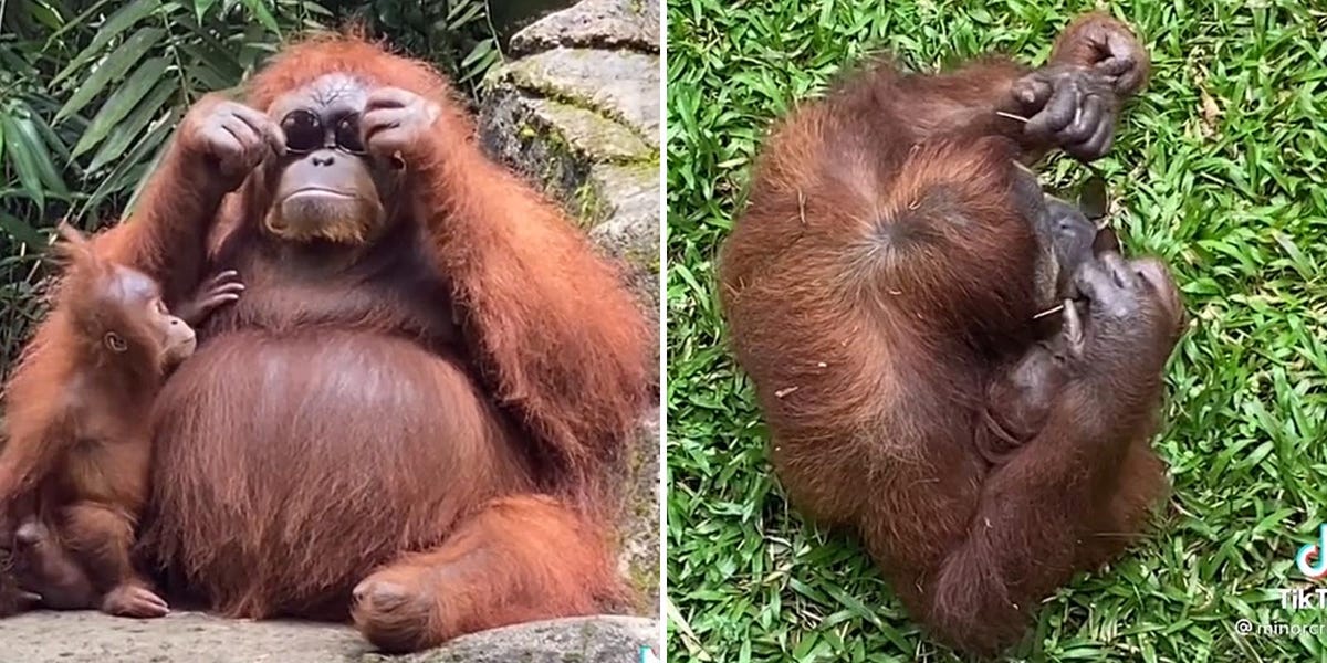 落ちてきたサングラスを手にし オランウータンの愛らしい行動に注目