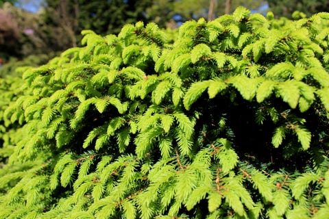 20 Essential Evergreen Shrubs Best Types Of Bushes 20 Essential Evergreen Shrubs Best