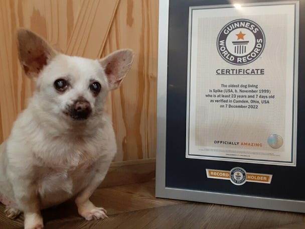 Este chihuahua de 23 años es el perro más viejo del mundo Este chihuahua de 23 años es el perro más viejo del mundo