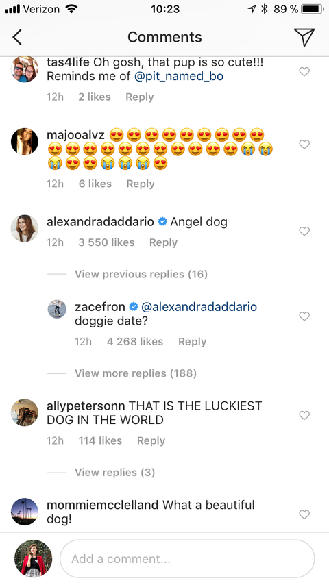 Zac Efron Likes And Comments On Alexandra Daddario S New Instagram Zac Introduces New Dog To Get Rumored Girlfriend S Attention