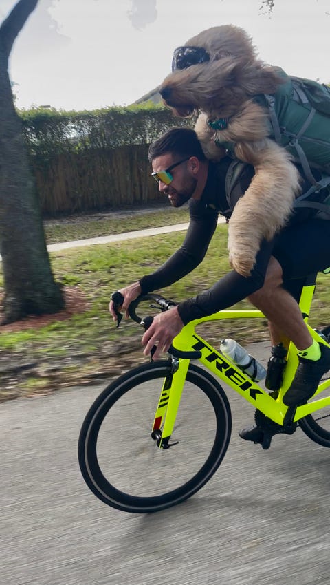 brodie the bike riding goldendoodle