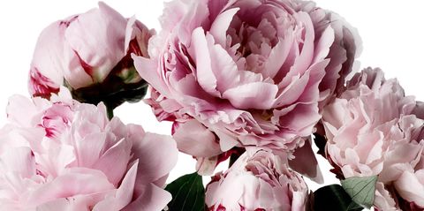 Petal, Flower, Pink, Colorfulness, Botany, Flowering plant, Annual plant, Close-up, Peony, Rose order, 