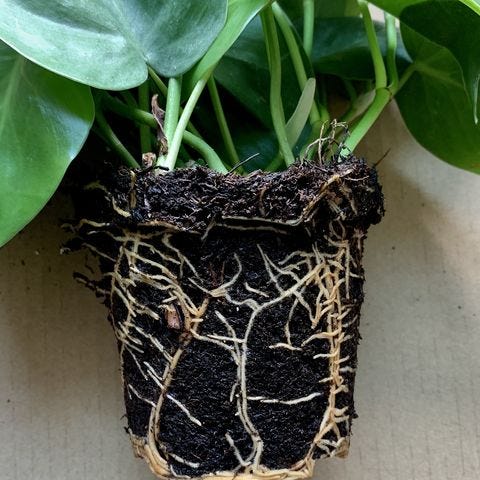 観葉植物 の葉が黄色くなる原因は 対処法も専門家が伝授 観葉植物 の葉が黄色くなる原因は 対処法も専門家が伝授