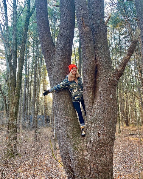 Tree, Northern hardwood forest, Woody plant, Plant, Forest, Woodland, Trunk, Recreation, Old-growth forest, Tree, Northern hardwood forest, Woody plant, Plant, Forest, Woodland, Trunk, Recreation, Old-growth forest,