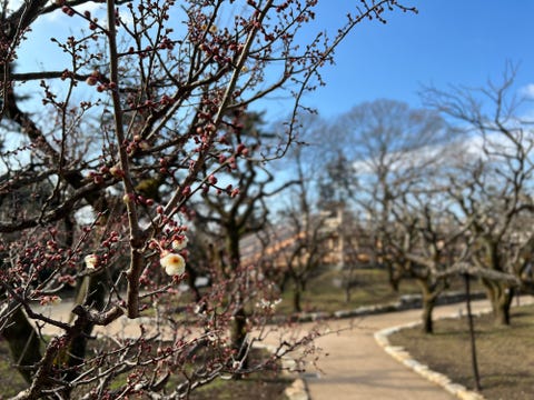 きょうの京 雪月花の三庭苑 の一つ 京都 北野天満宮 花の庭 が再興されました