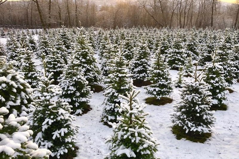 50 Best Christmas Tree Farms In America Where To Buy A Christmas Tree   Img 2864 1603714222 