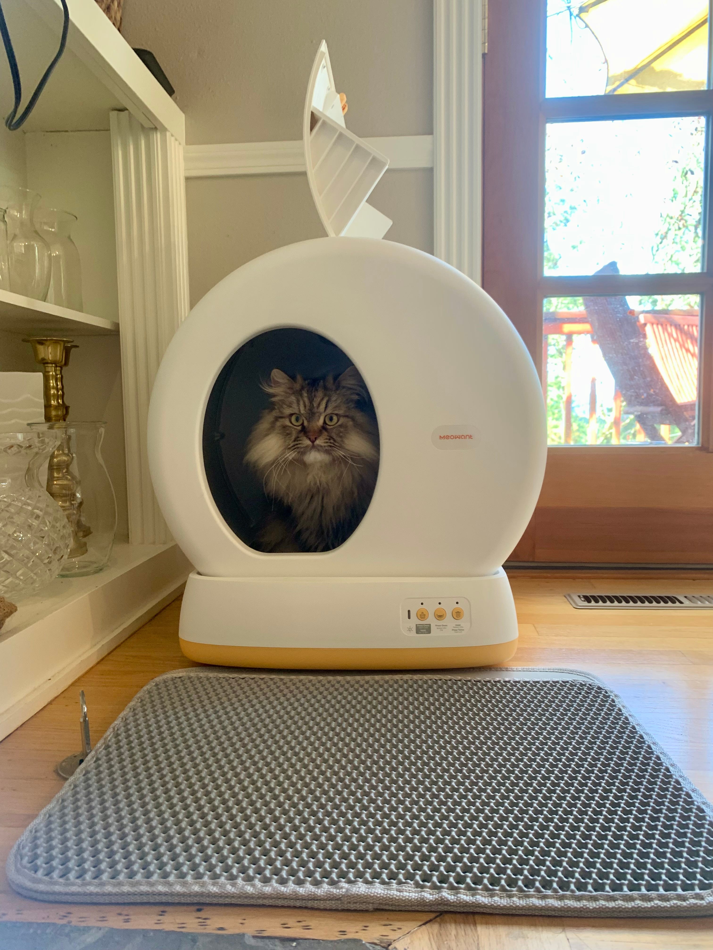 We Did the Dirty Work: These Are the Best Automatic Litter Boxes We Tried