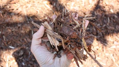 Soil, Organism, Plant, Mulch, Cricket, 