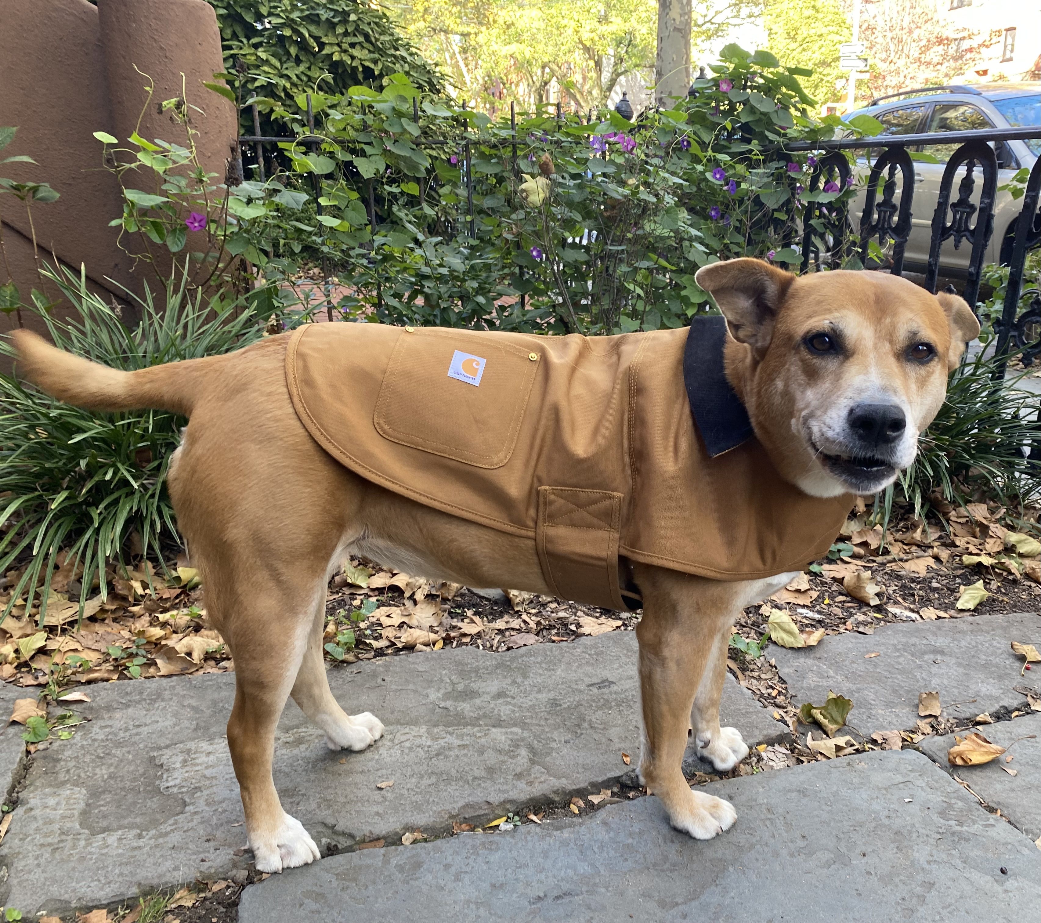 carhartt dog raincoat