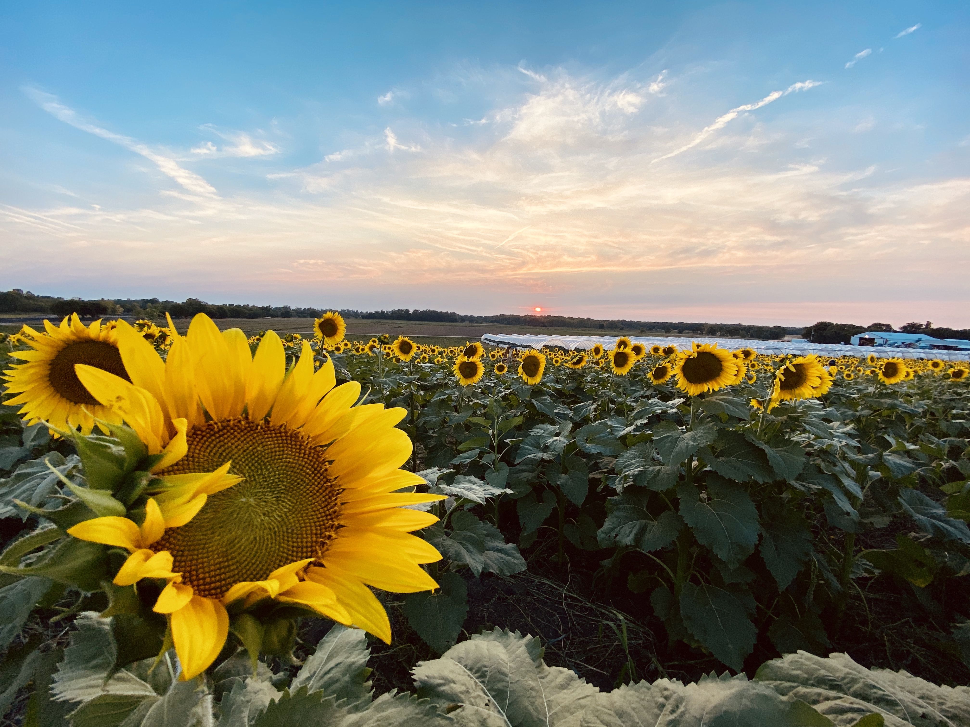 20 Best Sunflower Fields Near Me   Top Sunflower Fields in the U.S.