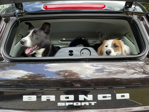 chiens à l'arrière d'un sport bronco 2021