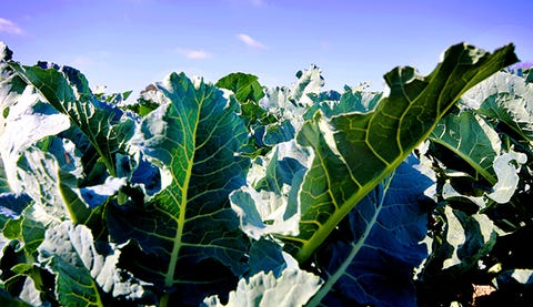 Leaf, Leaf vegetable, Produce, Vegetable, Agriculture, Cash crop, wild cabbage, Plantation, Natural foods, Whole food, 