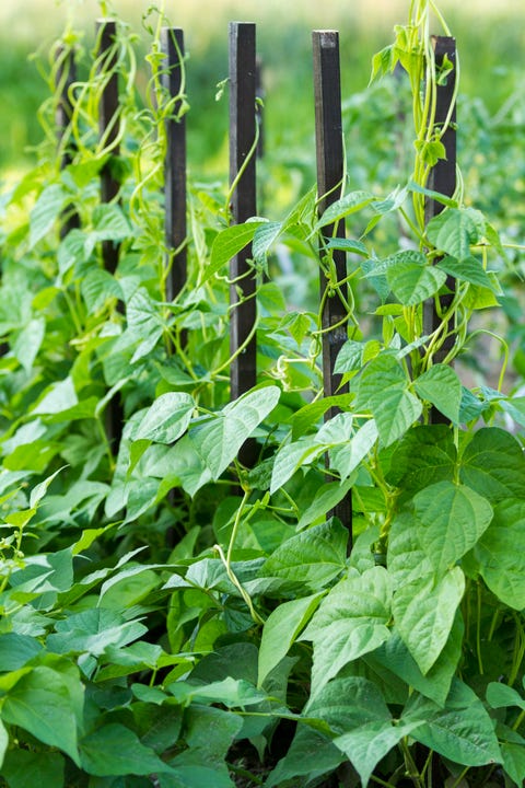 plants in a garden