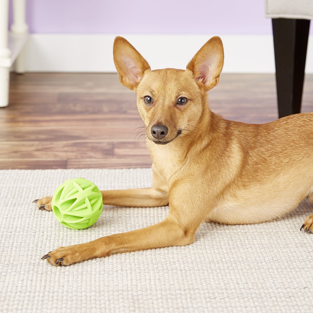 indestructible dog toys for small dogs