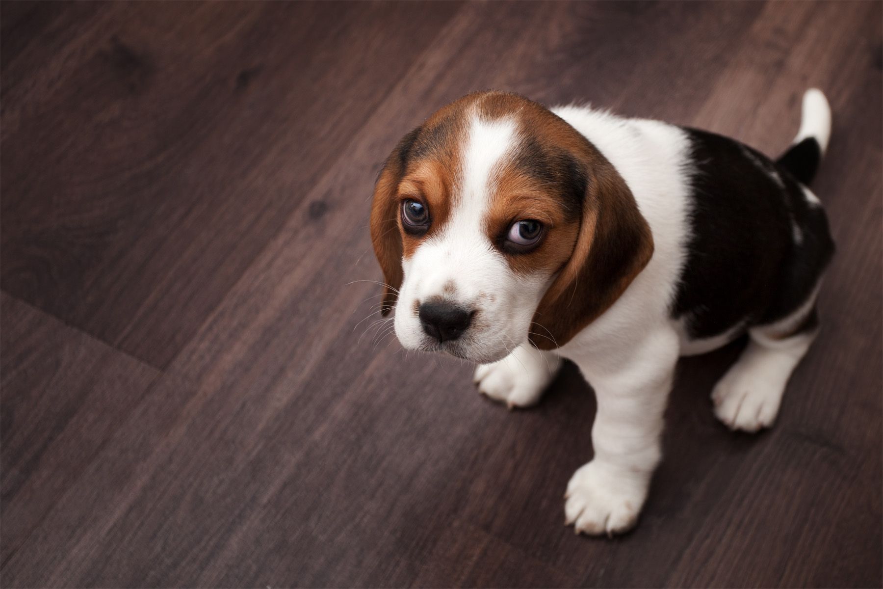 How To Clean Laminate Floors Best Floor Cleaner