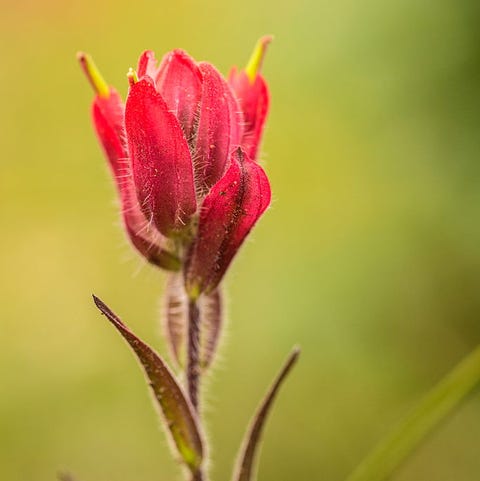 33 Pretty Flower Images Best Types Of Flowers For Your Garden 33 Pretty Flower Images Best Types Of Flowers For Your Garden