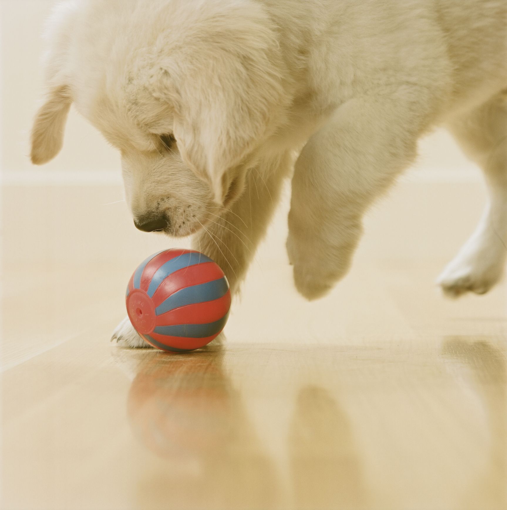 indoor dog ball