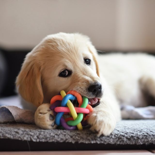 20 Indoor Dog Toys Best Dog Treats, Balls, Chews &amp; More