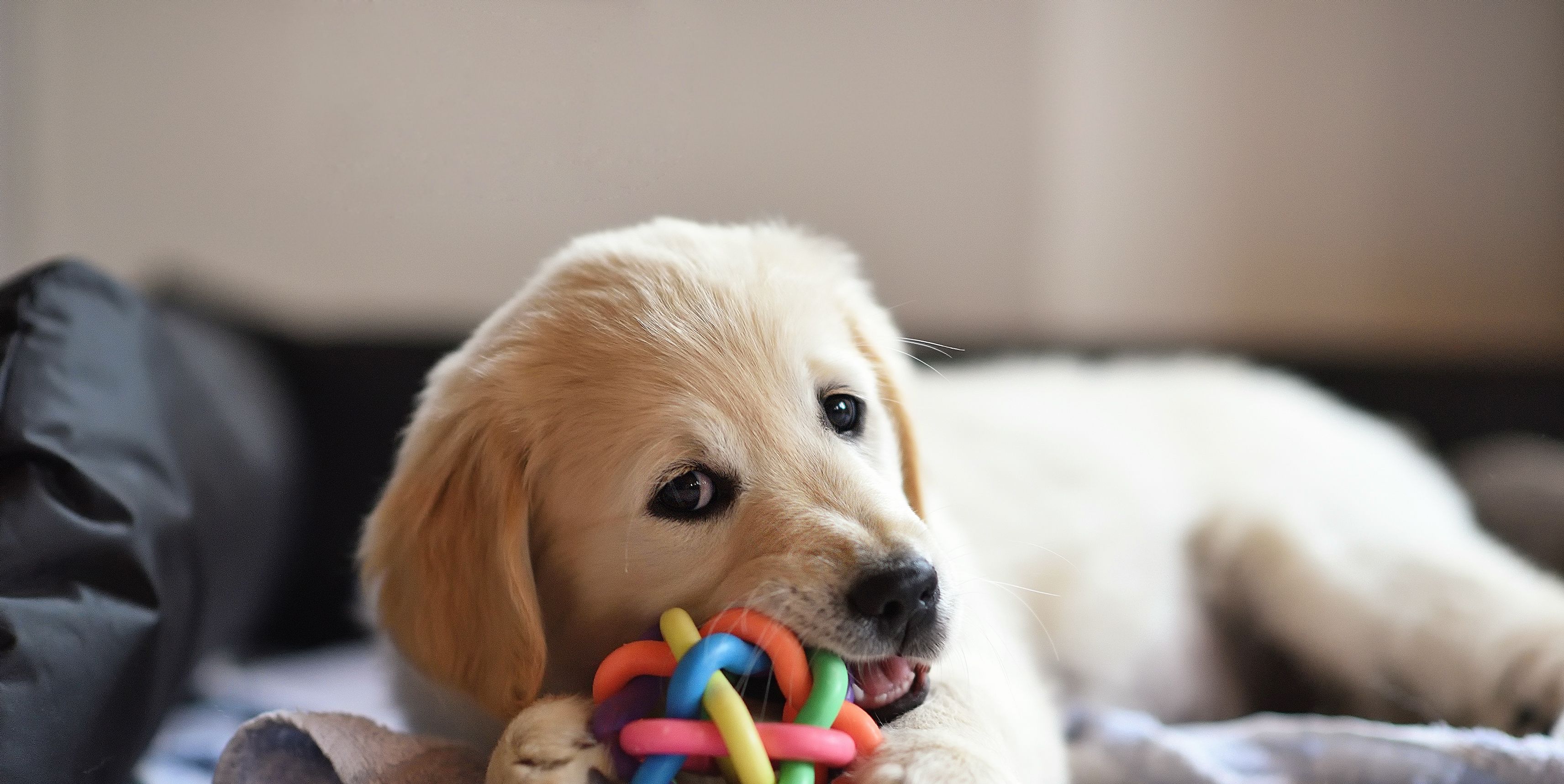do dogs need chew toys