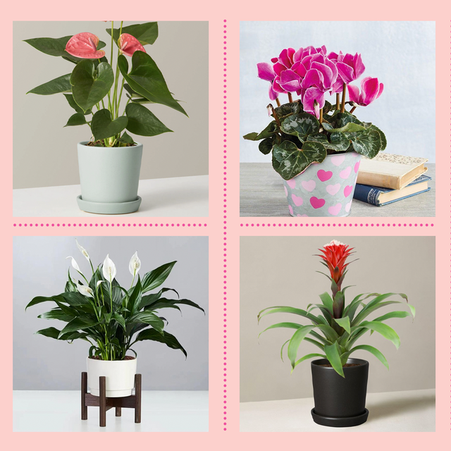 indoor flowering plants