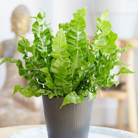 indoor hanging plants   bird's nest fern