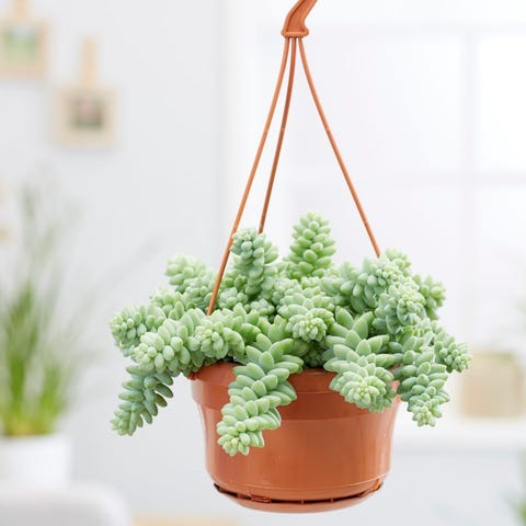 indoor hanging plants   donkeys tail