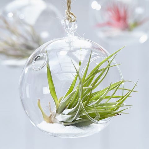 indoor hanging plants   tillandsia