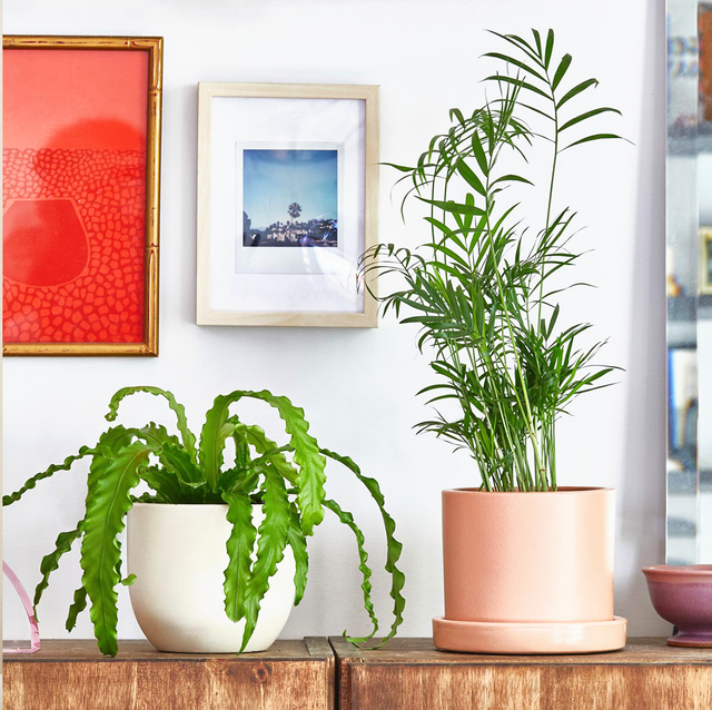 indoor palm plants