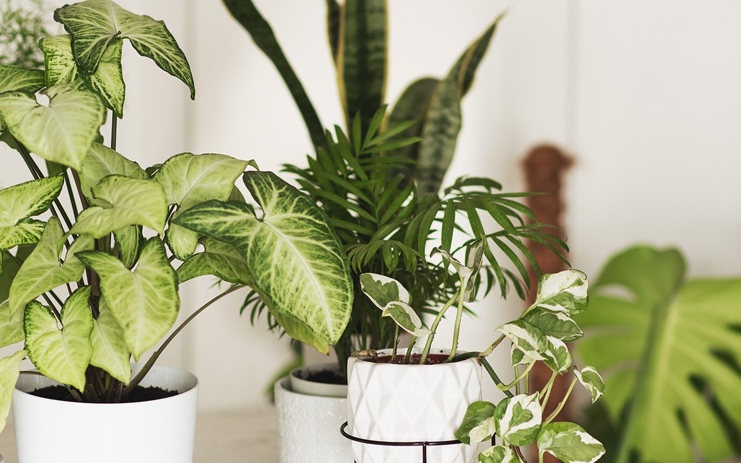 Brighten Every Room With These Favorite Houseplants